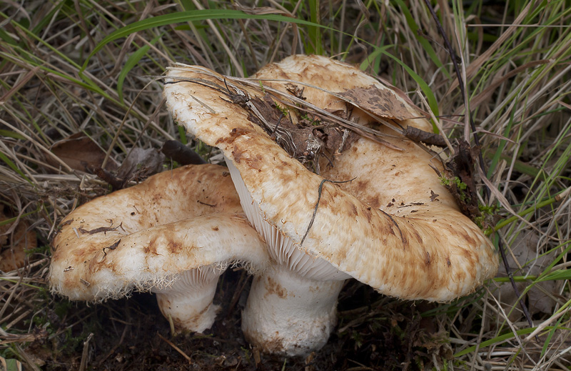 Lactarius aquizonatus